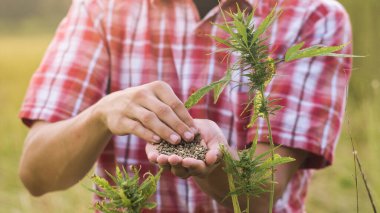 Kenevir tohumu tutan çiftçi