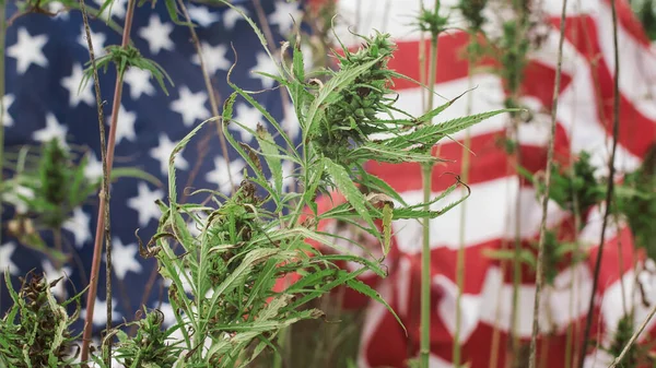 Cannabis y bandera americana — Foto de Stock
