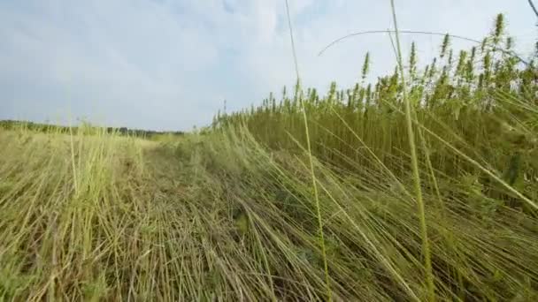 Hanf wächst auf Feld — Stockvideo