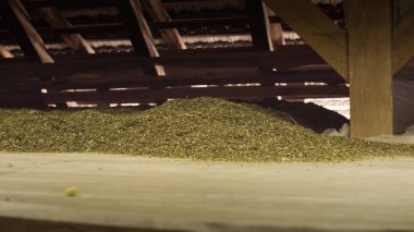 Kenevir hasadını birleştir