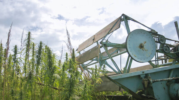 Конопля собирает коноплю