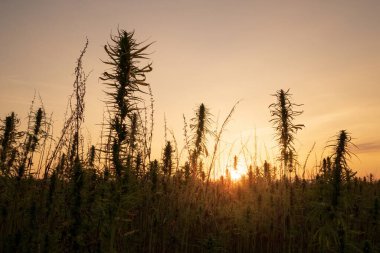 Tarlada kenevir bitkileri