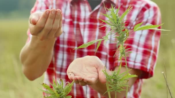 Landwirt mit Hanfsamen — Stockvideo