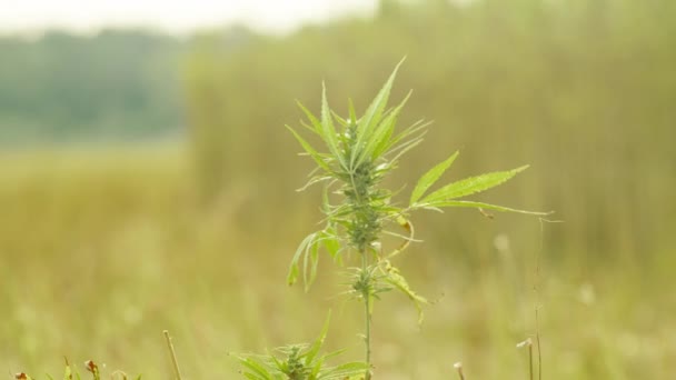 Hemp growing on field — Stock Video