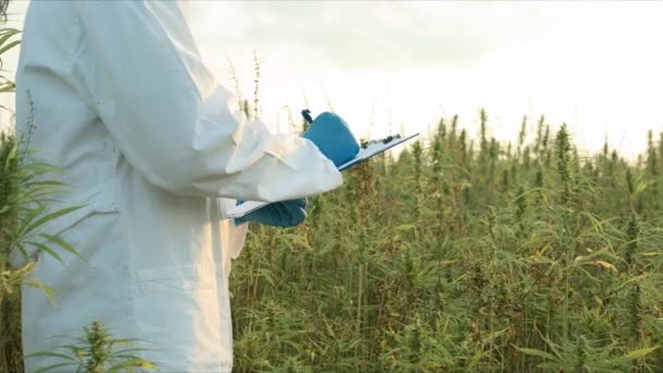 Científico en el campo de cáñamo — Vídeo de stock