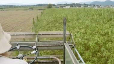 Kenevir hasatçısı Kenevir topluyor