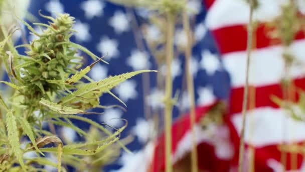 Cannabis und amerikanische Flagge — Stockvideo