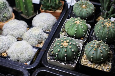 Ev bitkileri minyatür kaktüs tenceresi bahçe çiftliğindeki özel dikenli süslemeler çiçek açıyor / çeşitli türde güzel kaktüs pazarı