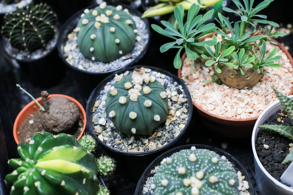 Huis Planten Miniatuur Cactus Pot Met Kleine Stenen Geplaatst Speciale — Stockfoto