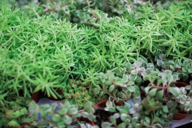 Bir ağaç dükkanında sulu ev bitkisi satmak ve küçük bir kaba yerleştirilmiş taşlarla birlikte yuvarlak kaktüs kaktüsü. Müşterilerin alması için sıraya dizilmiş güzel, düzenli bir şekilde..