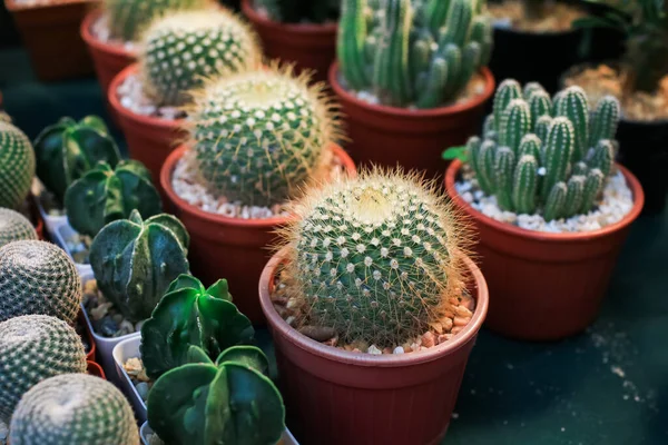Kaktusový Hrnec Zdobí Zahradě Obchodní Prodej Kaktus Malými Kameny Umístěné — Stock fotografie
