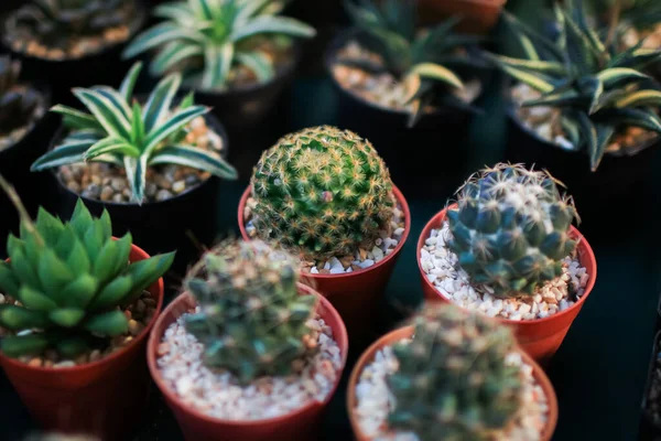 Cactus pot decorate in the garden.Business selling cactus with small stones placed in the pot That are lined up beautifully, orderly in a row for customers to buy in a tree shop