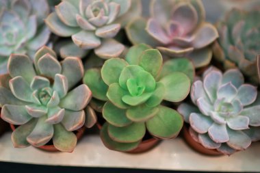 Çiçek açan Echeveria elegans, Crassulaceae familyasından yarı çöl habitatlarına özgü bir bitki türüdür..