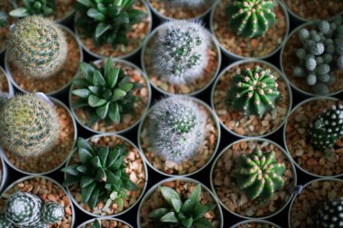 Toprak kaplarda yeşil sulu bitkiler ve kaktüslerden oluşan bir grup, ev bitkisi konsepti minimal stil, serada tepeden manzara.