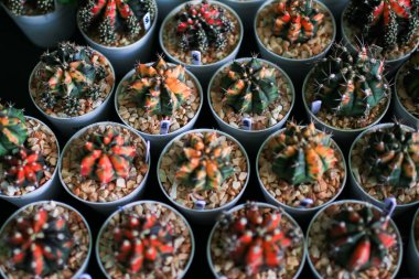 Güzel renkli yakın plan Gymnocalycium mihanovichii variegata kaktüslerinden oluşan bir grup toprak tenceresi. Seranın en tepesinden manzara..