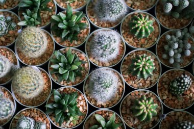 Toprak kaplarda yeşil sulu bitkiler ve kaktüslerden oluşan bir grup, ev bitkisi konsepti minimal stil, serada tepeden manzara.