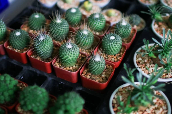 Kaktusový Hrnec Zdobí Zahradě Obchodní Prodej Kaktus Malými Kameny Umístěné — Stock fotografie
