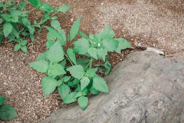 Planta Trepadora Hiedra Verde Cerca Cubierta Colina Piedra Concepto Naturaleza — Foto de Stock