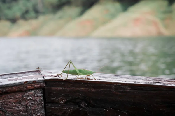 Een Groene Sprinkhaan Die Een Toeristisch Bootje Staan Great Green — Stockfoto