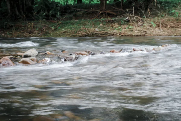 River stream flow on high mysterious mountainous deep jungle.Scenery of rainforest and river with rocks.Wild, vivid vegetation of tropical forest.