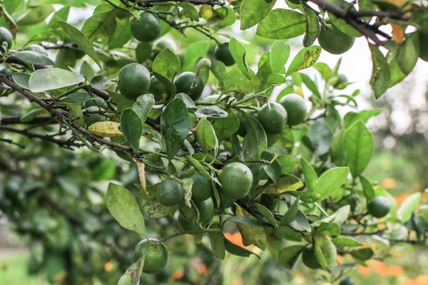 Verde Mandarina Naranja Crecen Árbol Granja Jardín Rama Con Mandarinas — Foto de Stock