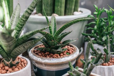 Yeşil ev bitkileri kaktüs sulu aloe vera, gasteria duval, sünger çamurunda parodi warasii saksıdaki bitkinin nem tutması için kullanılır. Evdeki dekorasyon  
