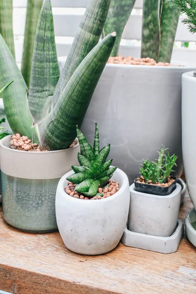 Aloe Vera Svamplera Anvã Nds Fuktbehã Llning Anlã Ggningen Cementblomkrukan — Stockfoto