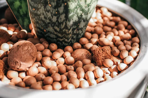 Expanded clay pebbles used as a growing media in hydroponics with sun light.Aloe vera plant in a pot with pebbles decoration at the garden. — Stock Image Expanded Clay Pebbles Used Growing Media Hydroponics Sun Light Aloe Royalty Free Stock Photos