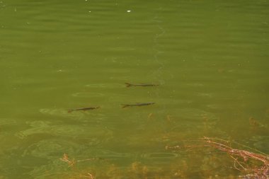 Sudaki balık sürüsünün berrak yüzeyi. Tayland 'daki doğal ulusal park. Vahşi yaşam, suda yaşam ve çevresel sorunlar.