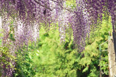 İlkbaharda çiçek açan salkımlar.