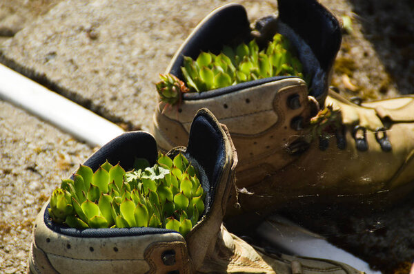 spring flowers on a background of grass.
