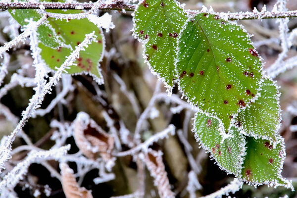 Frost covering the leaves and branches on a winter morning