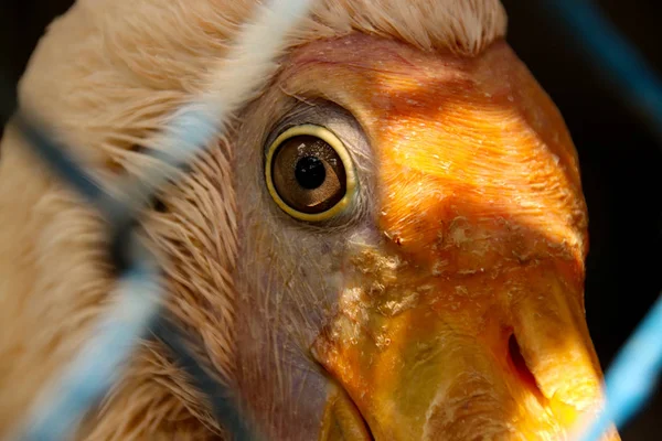 Close Van Ernstig Bedreigde Reus Ibis Thaumatibis Gigantea Achter Een — Stockfoto