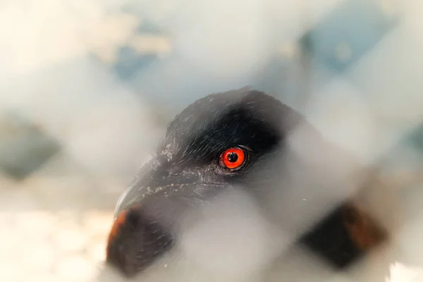 Konzeptfoto Eines Rotäugigen Vogels Hinter Einem Maschendrahtzaun — Stockfoto