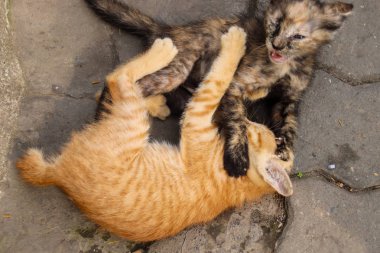 Yatakta uyuyan sevimli kedi yavrusu