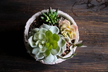 Güzel botanik fotoğrafı, doğal duvar kağıdı.