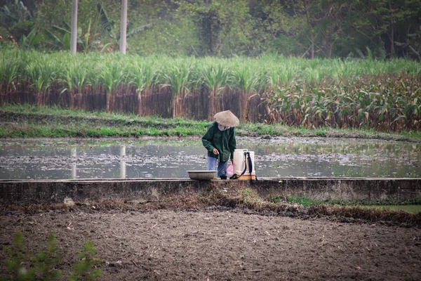 Agricoltore Nelle Risaie — Foto Stock