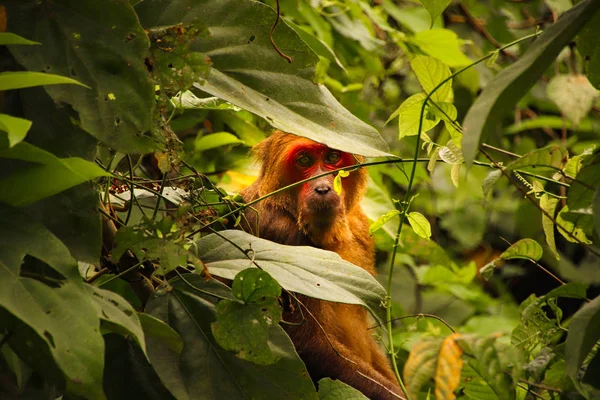 Stumped Tailed Macaque Spotted Bang National Park Phong Nha Vietnam — Stock Photo, Image