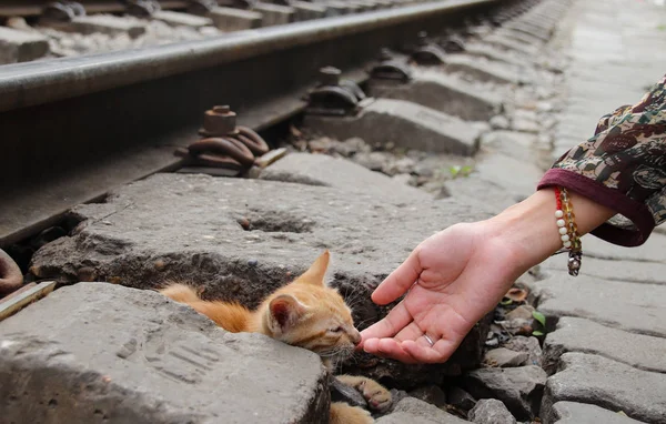 善待动物 在铁路上帮助流浪猫的一只手 — 图库照片