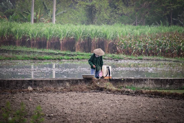Woman Rice Field — Stock Photo, Image