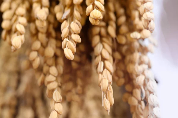 Golden Rice Paddy Ear Close — Stock Photo, Image