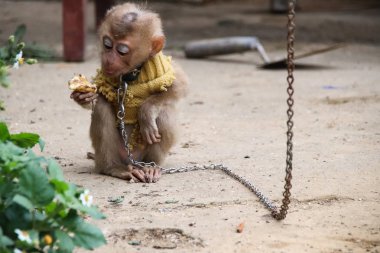 Boynunda metal zincirler olan ve evcil hayvan olarak tutulan bir maymun yavrusu. Vietnam 'ın birçok bölgesinde yaygın bir uygulama.