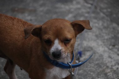 Parktaki sevimli köpek.