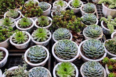 Küçük saksılarda tatlı sulu bitkiler satılıyor, doğaya geri dönüyor. 