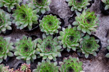 Küçük saksılarda tatlı sulu bitkiler satılıyor, doğaya geri dönüyor. 