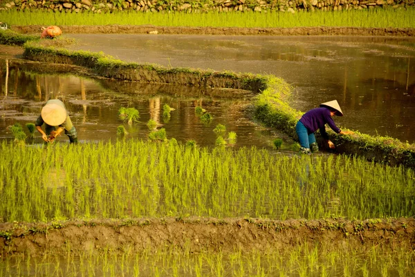 Bauern Die Auf Reisfeldern Thailand Arbeiten — Stockfoto