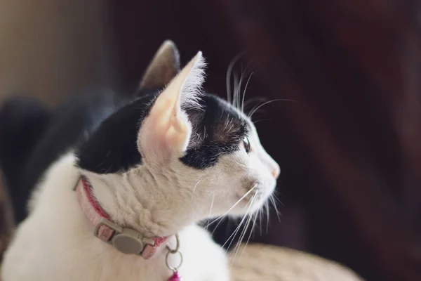 Annoiato Cercando Tuxedo Cat Mostrare Affrontare Depressione Noia Durante Covid — Foto Stock