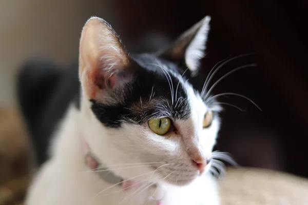 Annoiato Cercando Tuxedo Cat Mostrare Affrontare Depressione Noia Durante Covid — Foto Stock