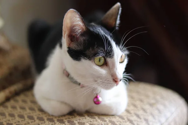 Cansado Olhando Tuxedo Cat Para Mostrar Lidar Com Depressão Tédio — Fotografia de Stock