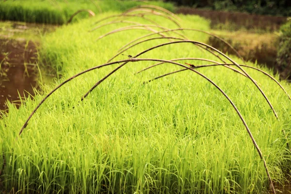 ベトナムのハザン省の水田に植え替えられる準備ができている保育園での稲の苗 — ストック写真